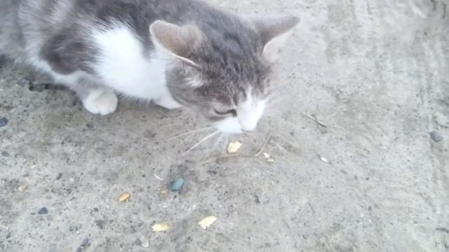 Кошка съела чипсы. смотреть онлайн