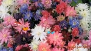 Аквилегия махровая Микс ? махровая аквилегия Микс обзор: как сажать, семена аквилегии Микс