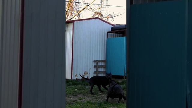 Питбуль Араб смотреть онлайн
