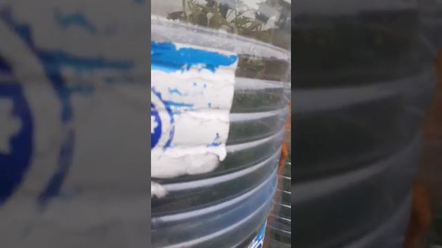 20 июля 2020 г.Теплица из пластиковых бутылок смотреть онлайн