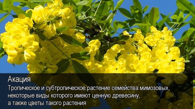 Акация. Толковый Видеословарь русского языка смотреть онлайн