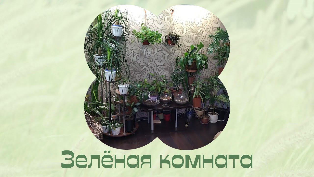 Грандиозная переделка ;) Цветы дома. смотреть онлайн