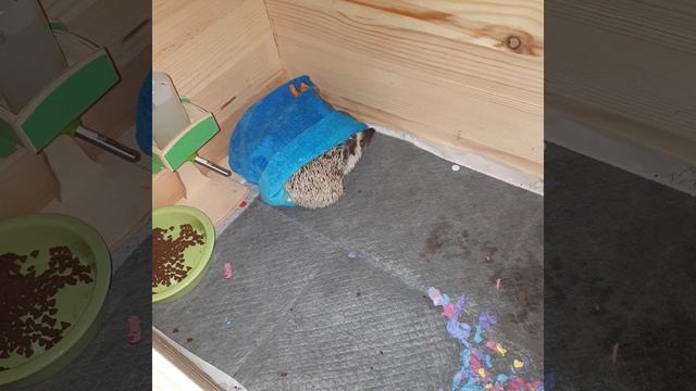 Африканский ушастый ёж смотреть онлайн