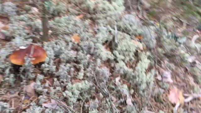 Белые грибы /белые мхи #Карелия #Вуокса смотреть онлайн