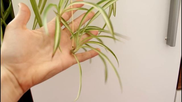 5 ЦВЕТЯ, КОИТО ПРЕЧИСТВАТ ВЪЗДУХА У ДОМА смотреть онлайн