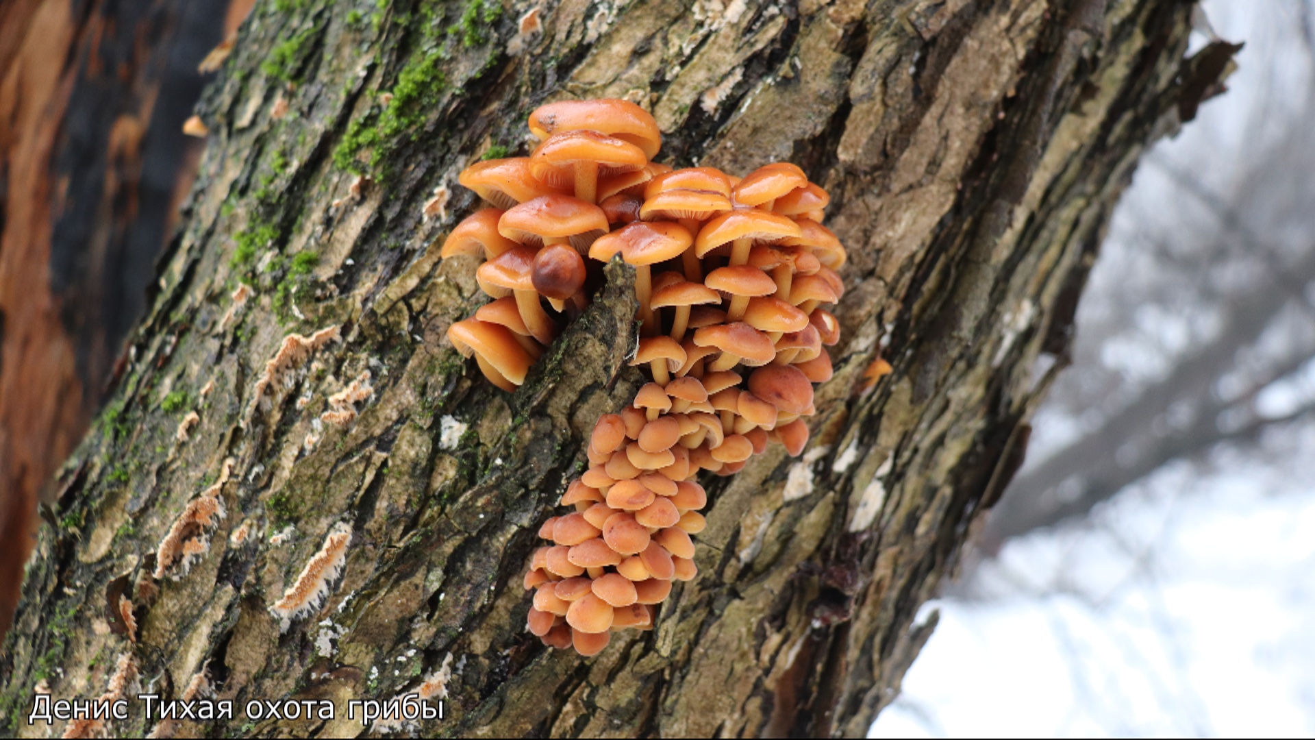 Грибы возле Дона смотреть онлайн