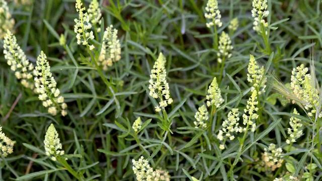 Топ 8 садовых цветов с неповторимым ароматом смотреть онлайн