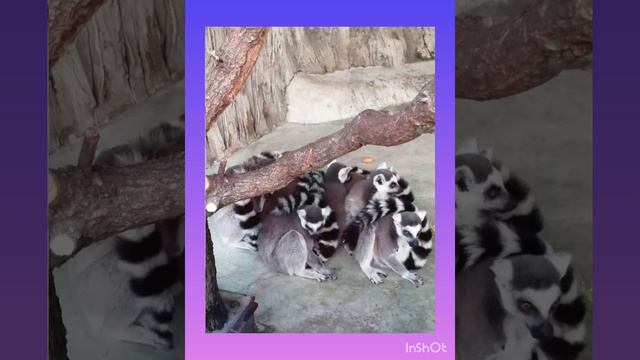 Я В ЗООПАРКЕ ! смотреть онлайн