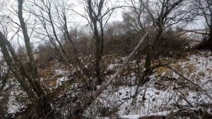 Охота на куницу с русскими гончими.