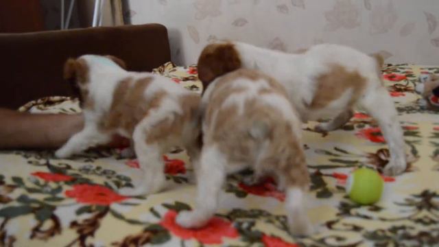 Щенки эспаниол - бретона смотреть онлайн
