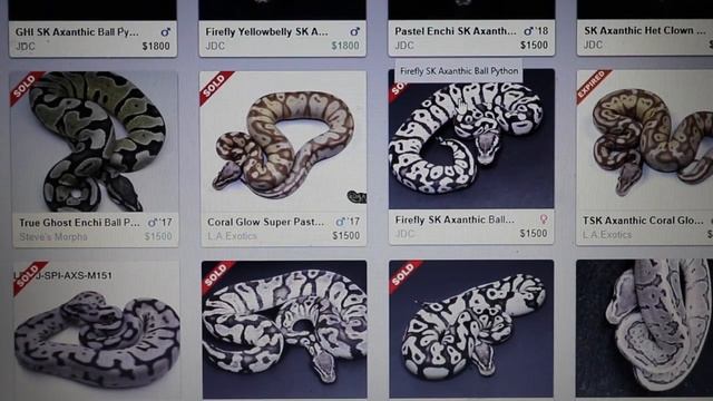 The spectacular 'Axanthic' ball python! смотреть онлайн