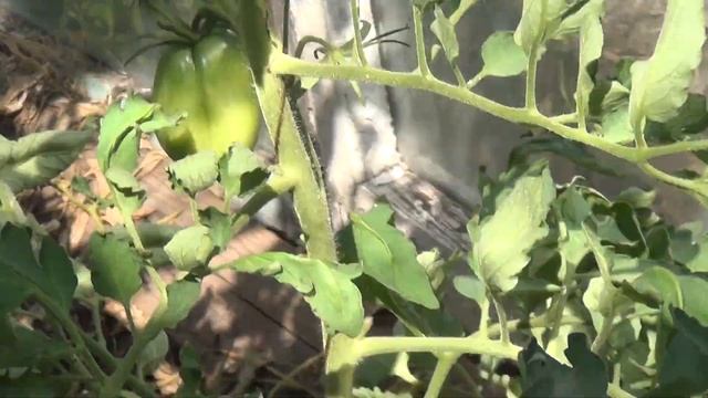 Урожайная тепличка в садовом товариществе. смотреть онлайн