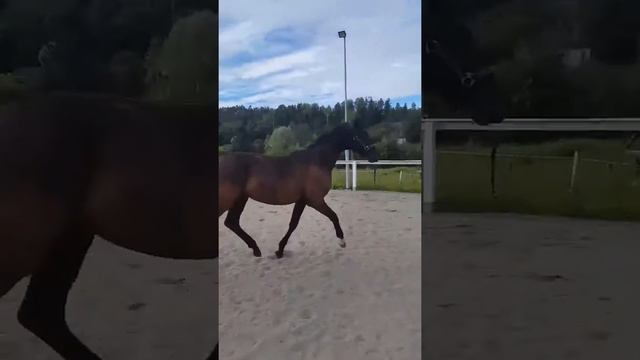 Vanna Savanna смотреть онлайн