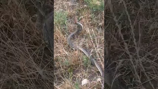 Как спариваются змеи смотреть онлайн