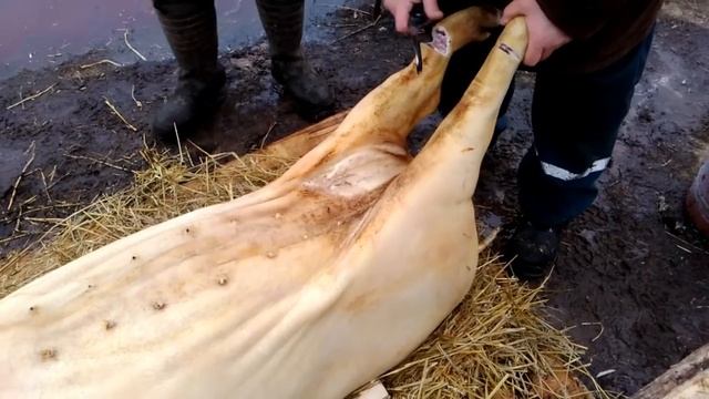 Осмаливание,разделка туши свиньи смотреть онлайн