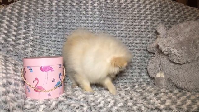 Мини девочка померанский шпиц кремового окраса смотреть онлайн