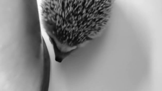 МУЧНОЙ ЧЕРВЬ. Чем кормить ежа?/Африканский ёж/Рацион. смотреть онлайн