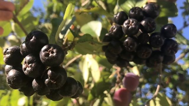 Дача / сбор урожая / заготовки / готовлю пирог смотреть онлайн