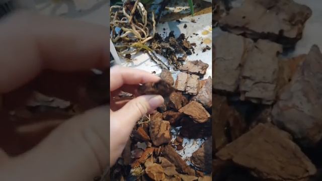 Сравнение коры из пакета готового набора и Орхиата смотреть онлайн