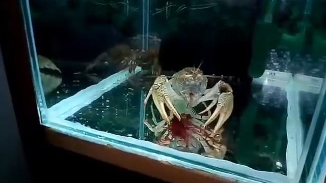 Мини Разводня на дому "Кормление раков" смотреть онлайн
