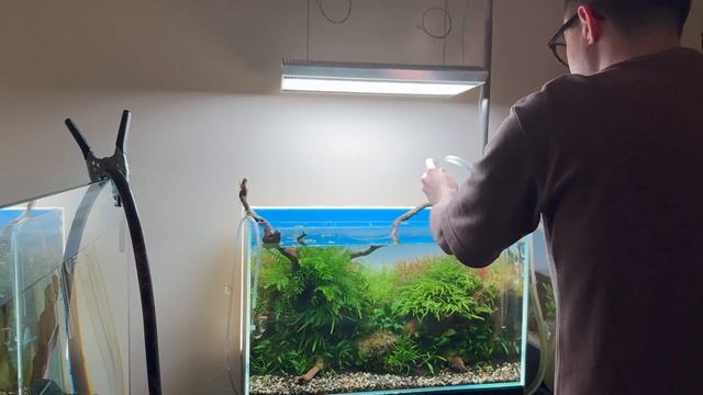 Trimming the Plants in my 60P Aquarium смотреть онлайн