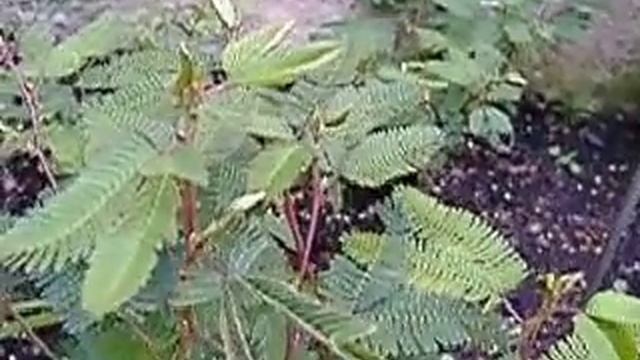 Стыдливая мимоза. смотреть онлайн