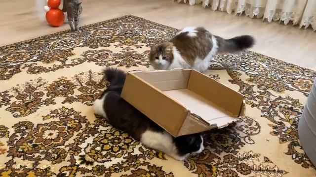 ШКОЛА КОТОВ КОНТРОЛЬНАЯ РАБОТА! ЧЕЛЛЕНДЖ НАЙДИ МЫШЬ для КОТЁНОКА ЮГИ! ЕСЛИ БЫ КОТИКИ ХОДИЛИ В ШКОЛ смотреть онлайн