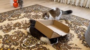 ШКОЛА КОТОВ  КОНТРОЛЬНАЯ РАБОТА! ЧЕЛЛЕНДЖ НАЙДИ МЫШЬ для КОТЁНОКА ЮГИ! ЕСЛИ БЫ КОТИКИ ХОДИЛИ В ШКОЛ