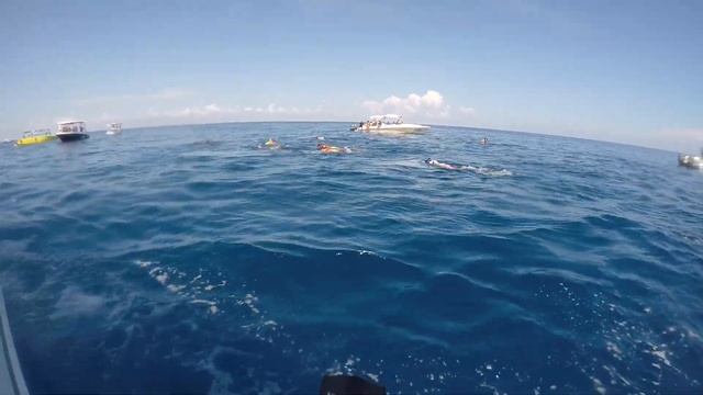 Наша экспедиция по открытому Карибскому морю к китовым акулам в Мексике смотреть онлайн