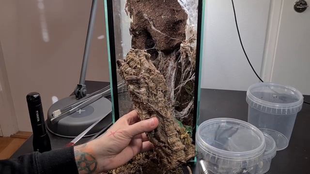 Avicularia purpurea Pairing Attempt! [Purple Pink Toe Tarantula] | JOHAN EXOTIC смотреть онлайн