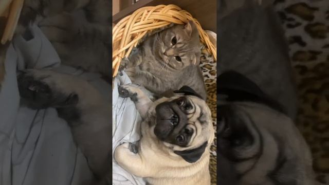 МопсиКо #мопс #дети #собаки смотреть онлайн