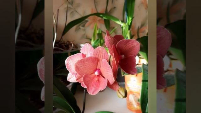 Phal. Charming Salmon (Lee1320) смотреть онлайн