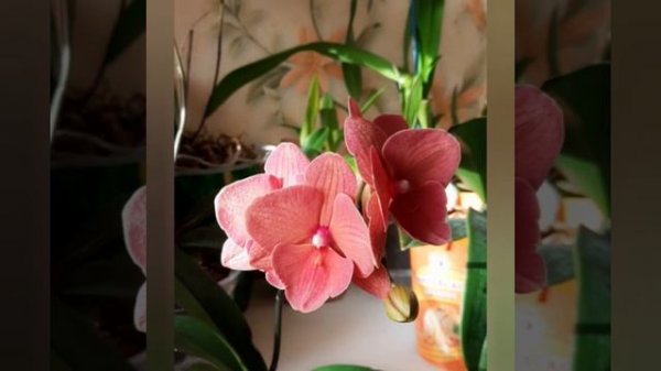 Phal. Charming Salmon (Lee1320)