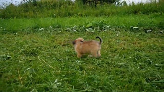 Щенки Китайской хохлатой смотреть онлайн