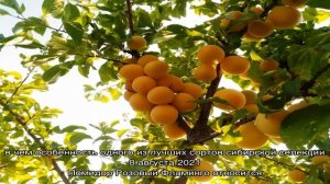 В чем особенность Русской сливы или гибридной алычи