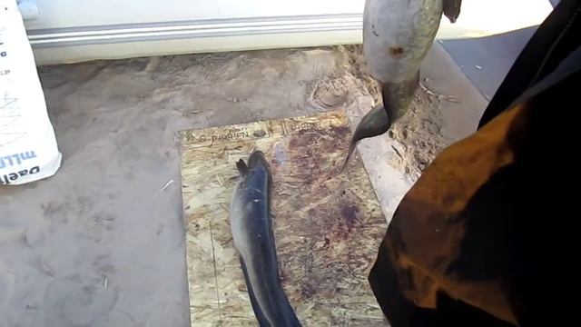 Налим в трусах 6 смотреть онлайн