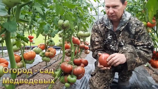 Сбор томатов в самом «разгаре» смотреть онлайн