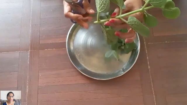 How To Grow And Care Ajwain Plant /how To Grow Ajwain Plant Easy At Home/vamu Mokka/in Telugu