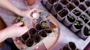 КОЛЕУС размножение черенками. Красавец Колеус АВАТАР