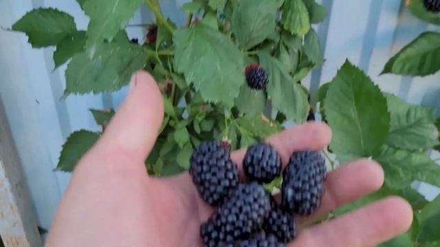 Ежевика Натчез, соотношение размер и вкус! смотреть онлайн