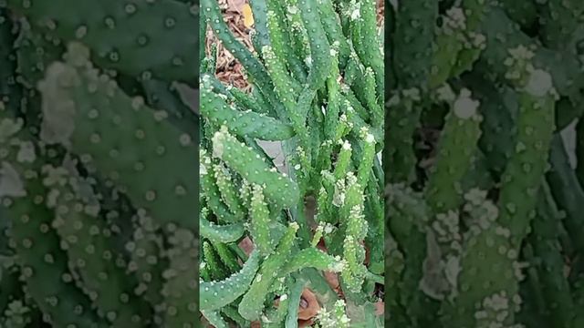 Xương rồng Sahara смотреть онлайн