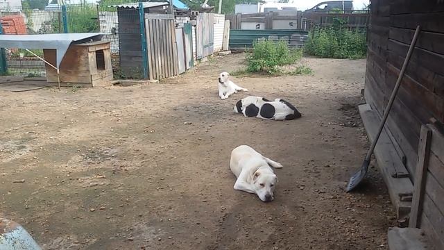 Бугай Алабай. Наш гость плохо ест. Немного о наводнениях в Амурской области. смотреть онлайн
