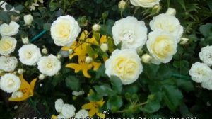 Роза Ванилла