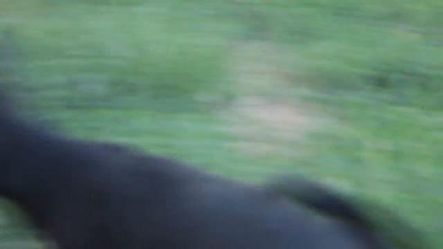 СОБАКА-КОТО УБИЙЦА//КЛЯКСА-ШЛЮКСА//РЫЖИЙ//ЧТО ЗА ПОРОДА СОБАКИ? смотреть онлайн