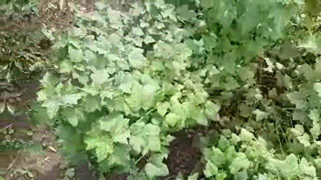 Собираем Землянику дома Реакция на кислые ягоды Будка у собаки 2 смотреть онлайн