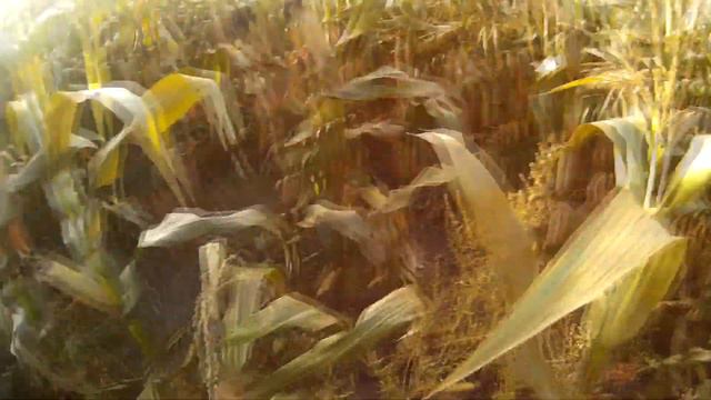 Работа по лисе - Интересный случай - Охота с дратхааром смотреть онлайн