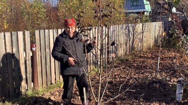 Обрезаю грушу осенью и получаю сочные, сладкие плоды летом! смотреть онлайн