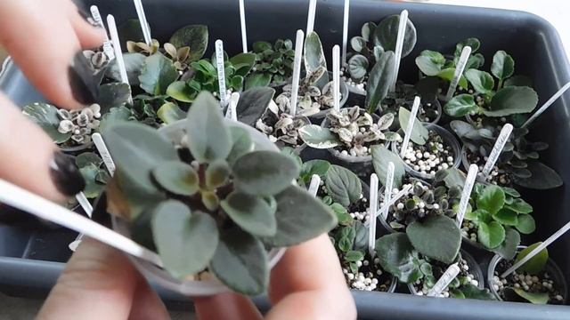 Мини фиалки. С листа и до цветения. Секреты выращивания! смотреть онлайн