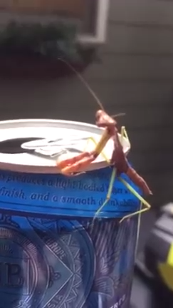 Богомол-гопник смотреть онлайн