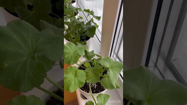 Отвечаю на ваши комментарии🔥🔥🔥 смотреть онлайн